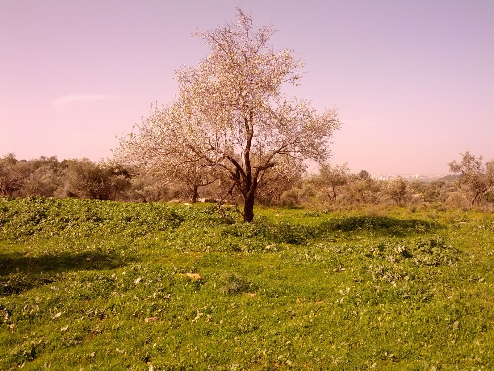 Israel National Trail